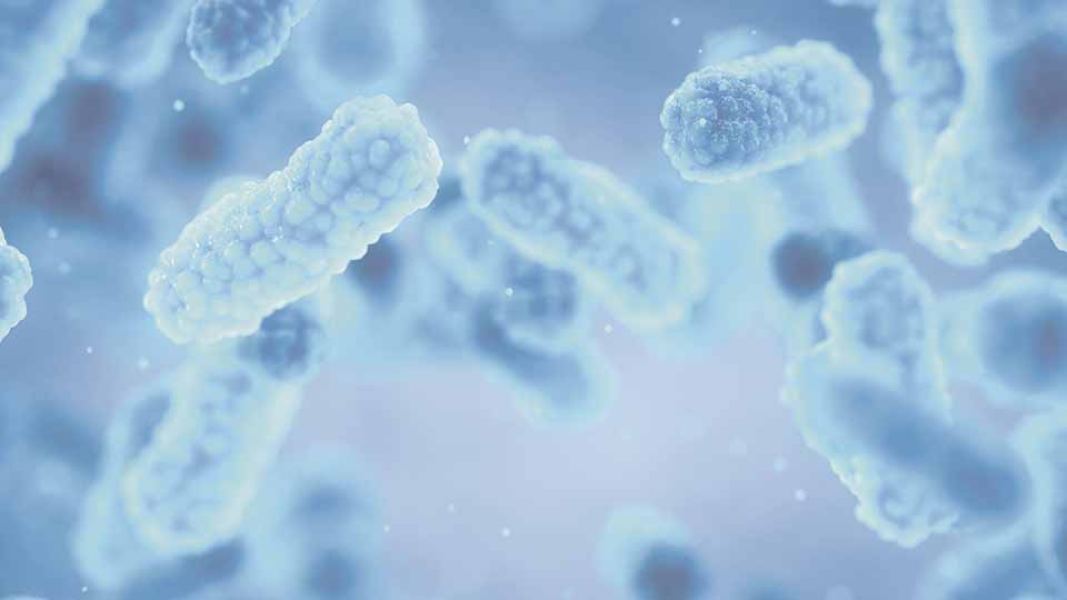Acute and chronic wound infections: microbiological, immunological, clinical and therapeutic distinctions